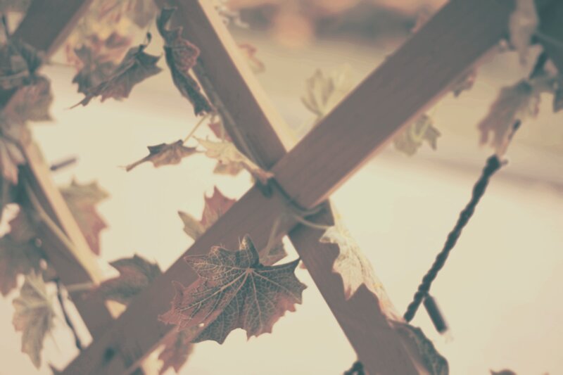Wooden Trellis with Leaves