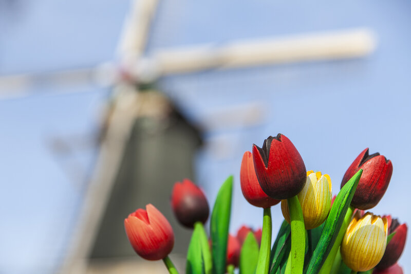Wooden Tulips in Front of Windmill