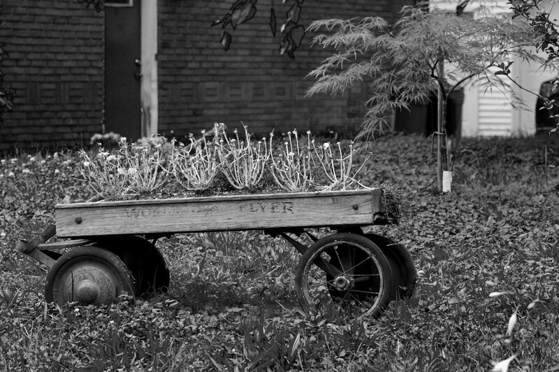 Wooden Wagon with Plants