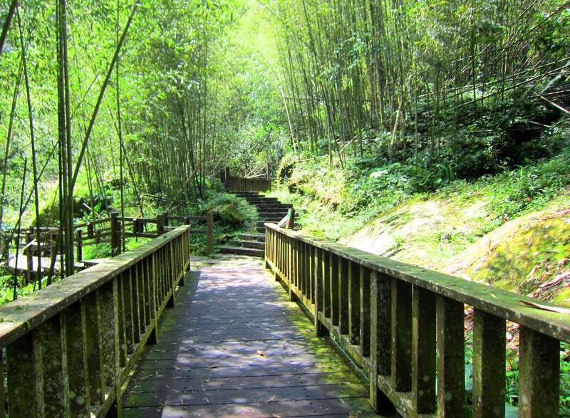 Wooden Walkway in Bamboo Forest