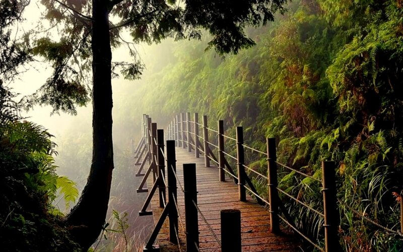 Wooden Walkway in Forest — Green, Misty, Morning