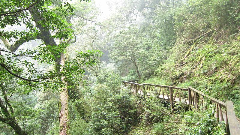 Wooden Walkway in Forest — Green, Misty