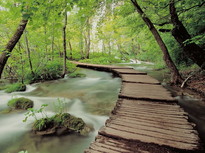 Wooden Walkway in Forest — Green, Serene, Afternoon, Photograph, River