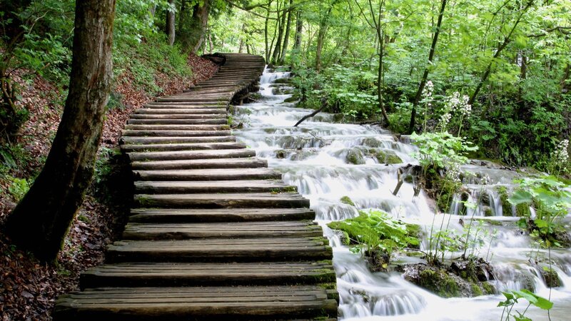 Wooden Walkway in Forest — Green, Serene, Afternoon, Photograph, Stream