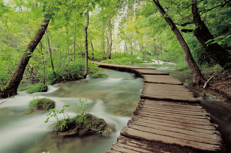 Wooden Walkway in Forest — Green, Serene, Spring, Photograph