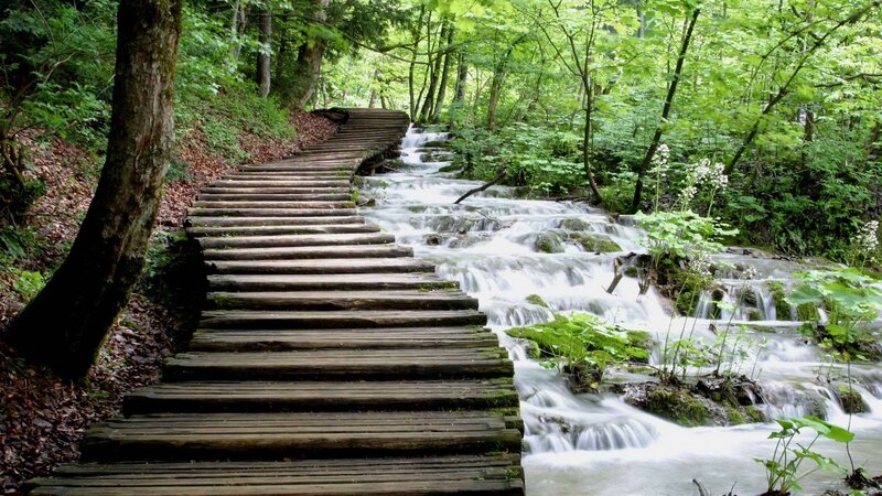 Wooden Walkway in Forest — Green, Serene, Summer, Photograph, Stream