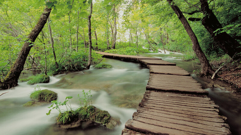 Wooden Walkway in Forest — Green, Serene, Summer, Photograph