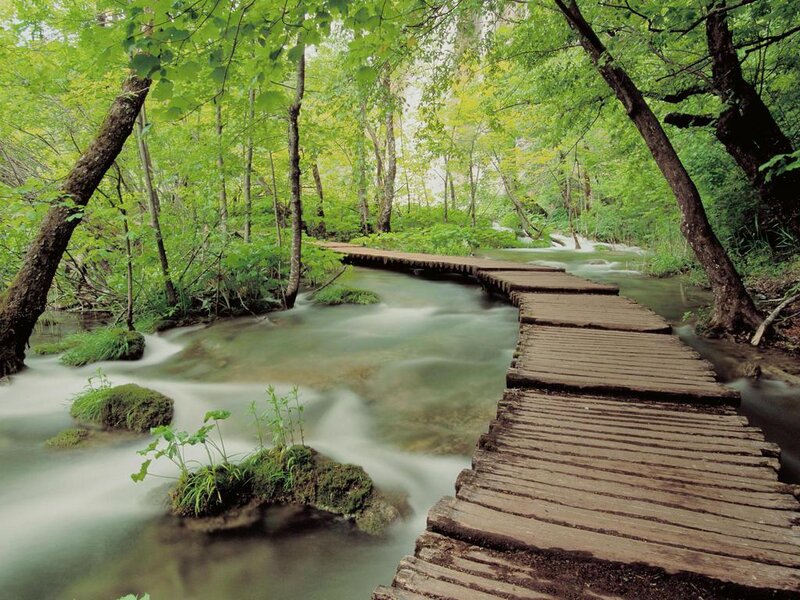 Wooden Walkway in Forest — Green
