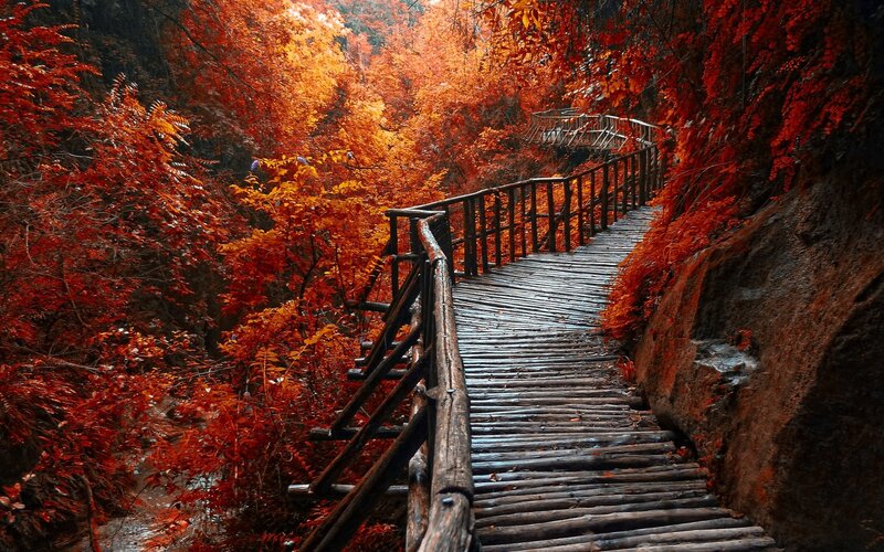 Wooden Walkway in Forest — Red