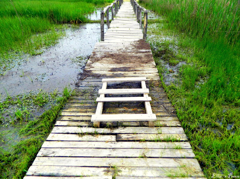 Wooden Walkway in Marsh