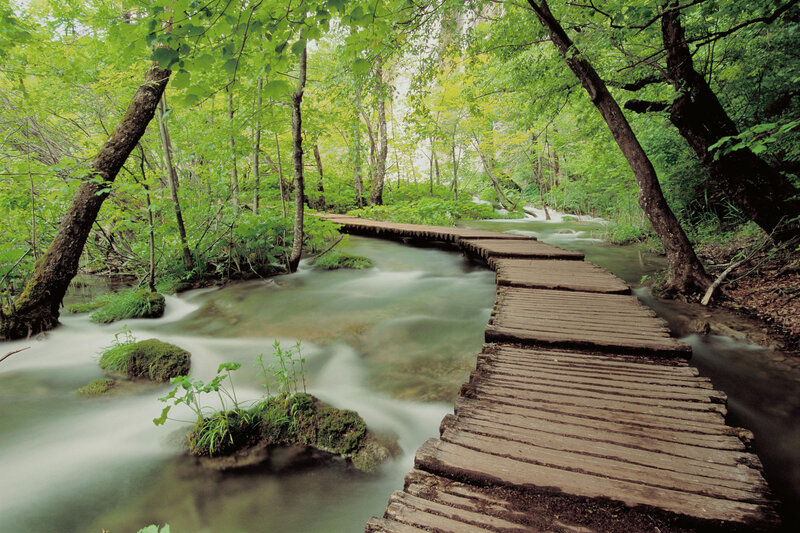 Wooden walkway through forest stream