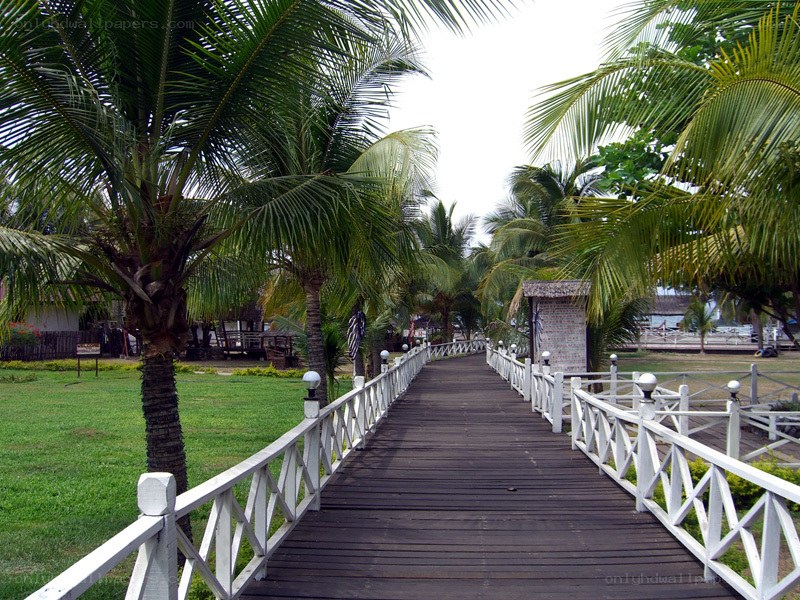 Wooden walkway through palm trees