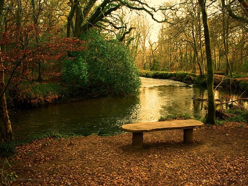 Woodland bench by a river