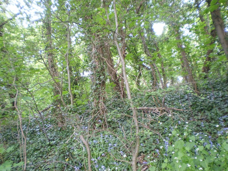 woodland with bluebells