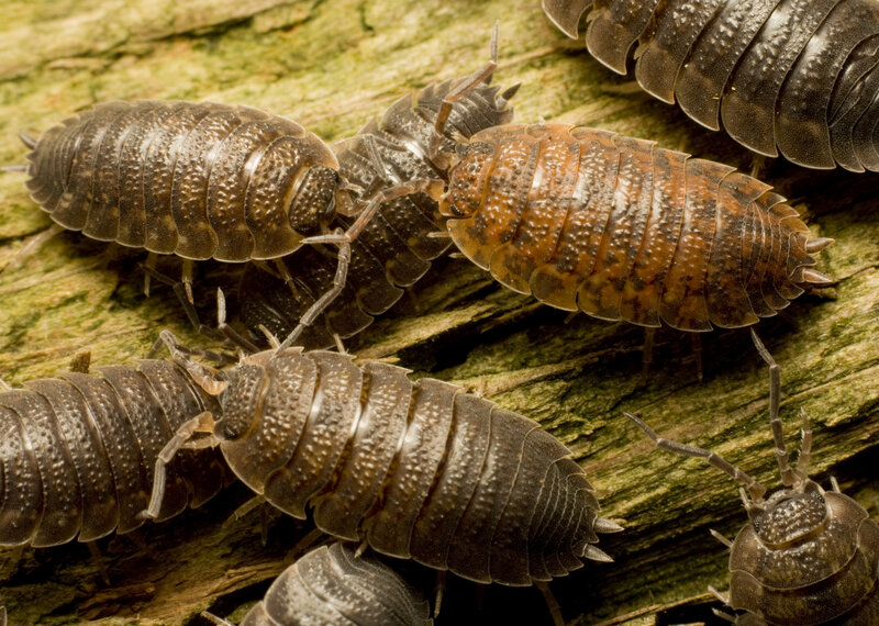 woodlice on decaying wood