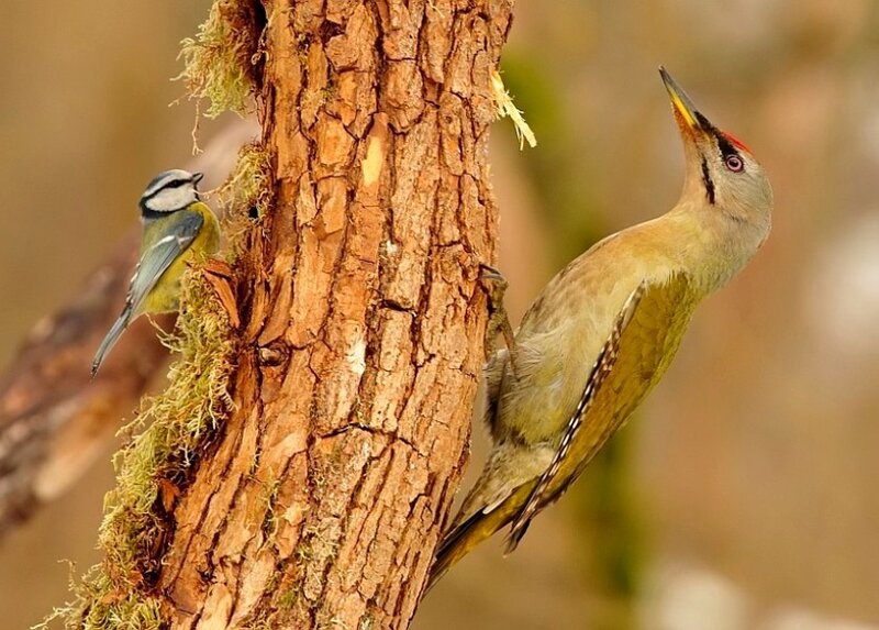 Woodpecker and blue tit on tree