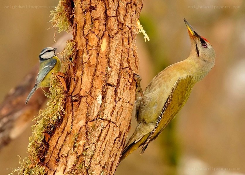 Woodpecker and blue tit on tree