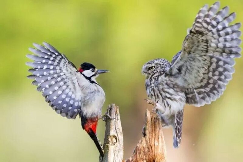 Woodpecker and Owl — Green, Dramatic