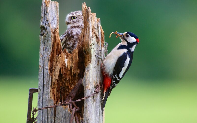 Woodpecker and Owl — Green