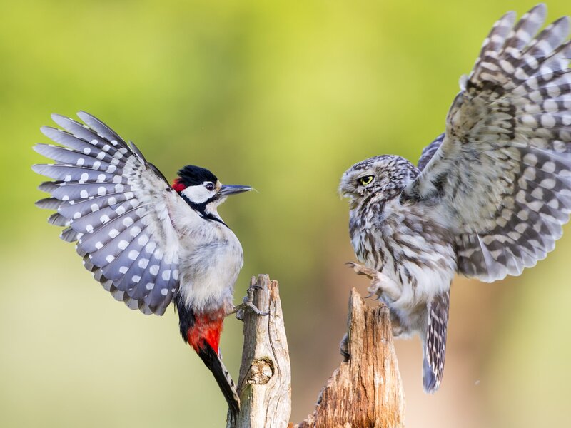 Woodpecker and Owl