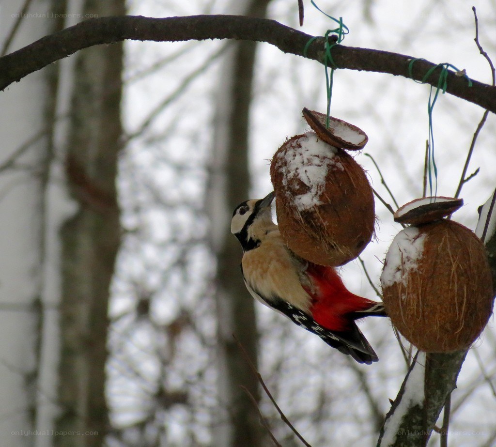 Woodpecker at coconut feeder