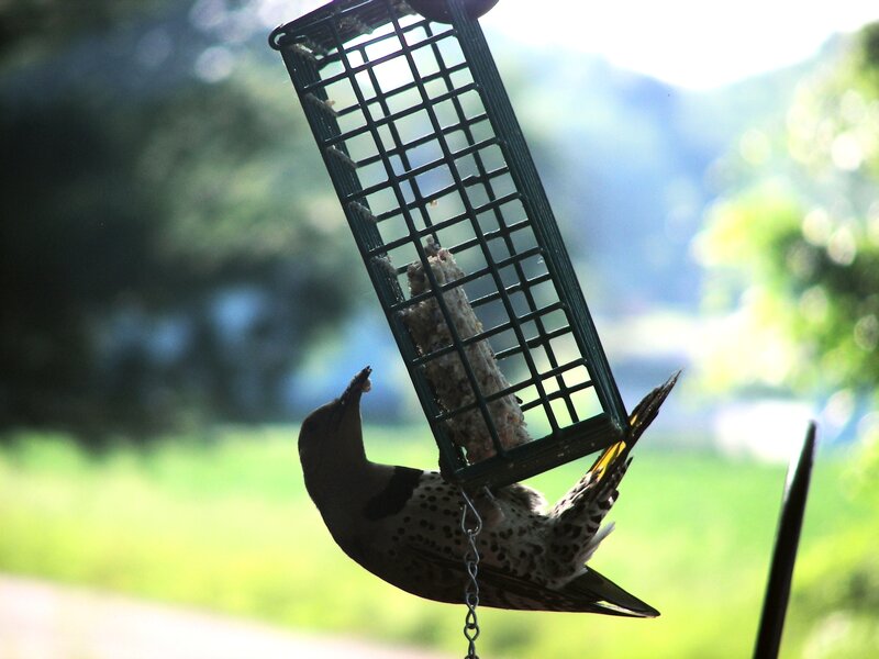 Woodpecker at Feeder