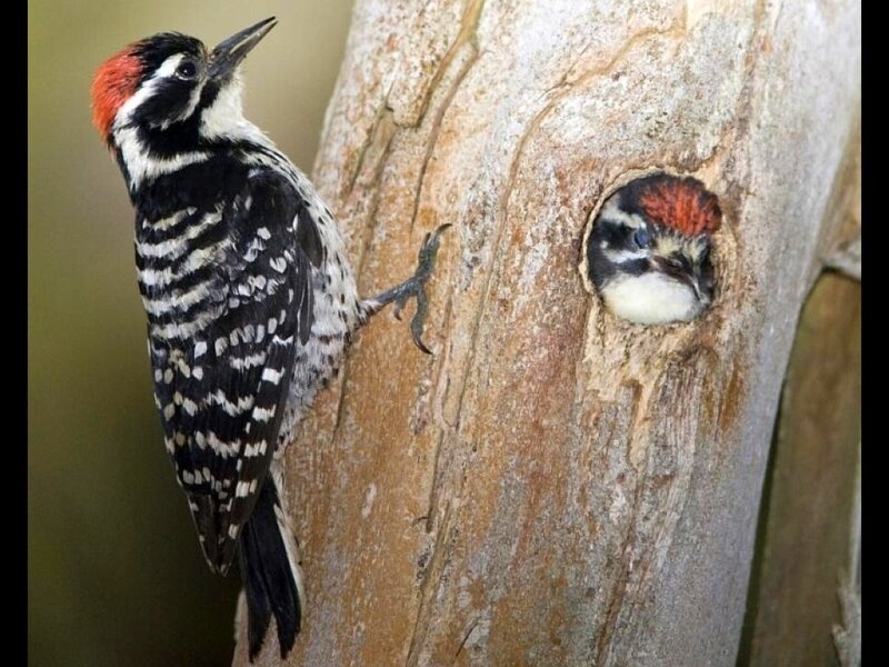 Woodpecker at nest hole