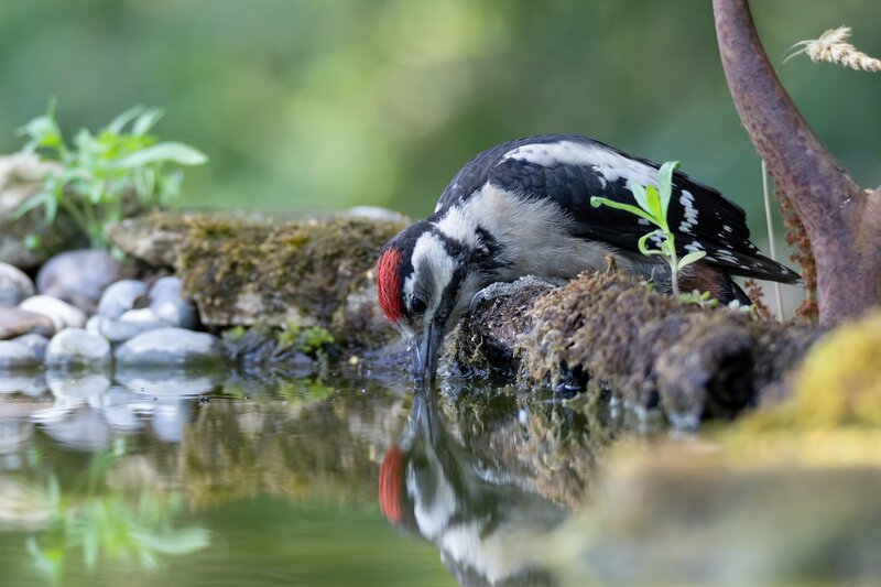 Woodpecker Drinking Water — Green