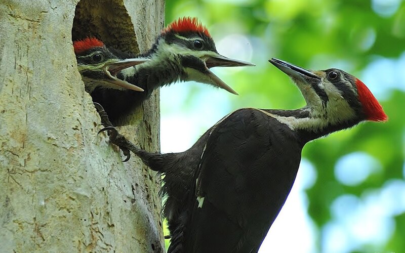 Woodpecker Family