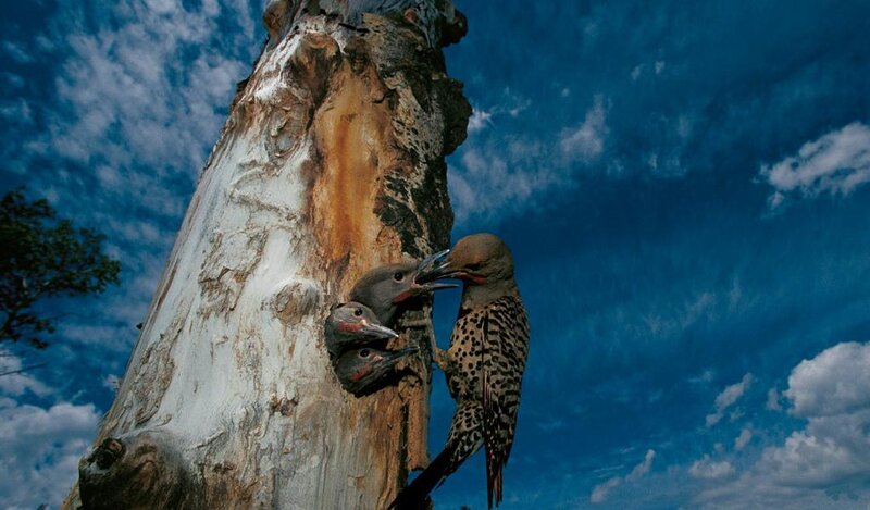Woodpecker Feeding Chicks