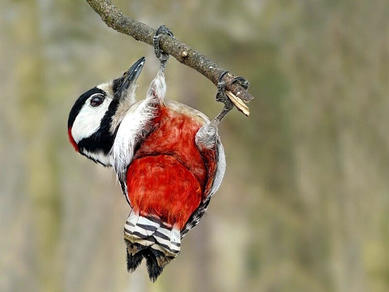 Woodpecker hanging upside down