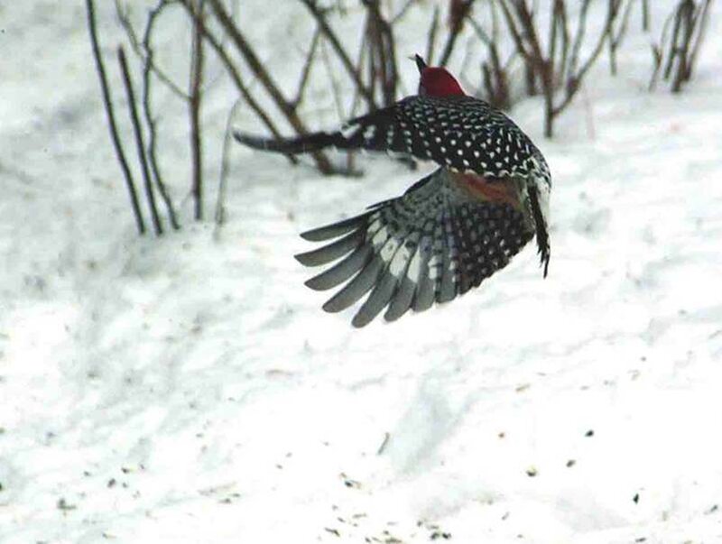 woodpecker in flight over snow