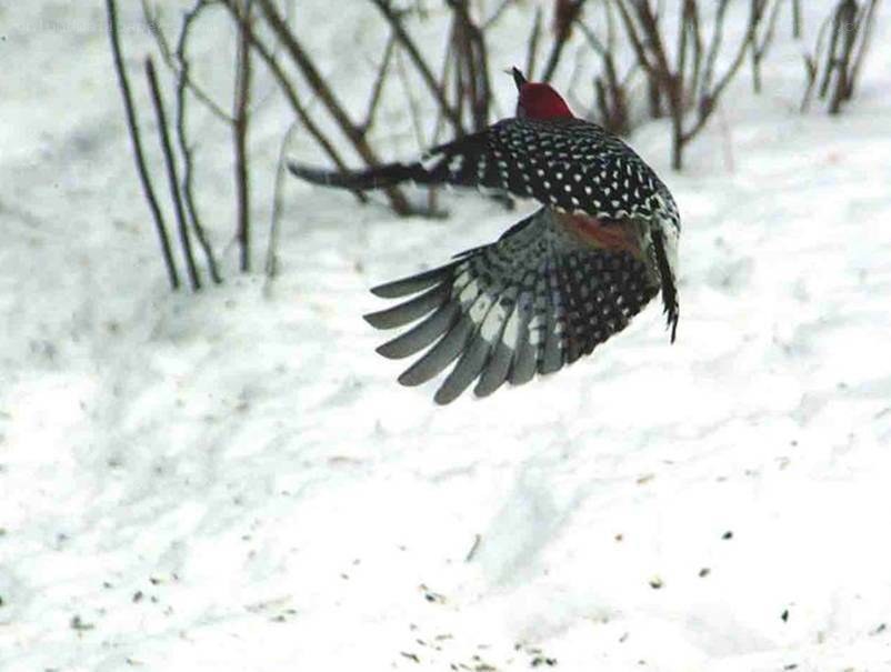 woodpecker in flight over snow