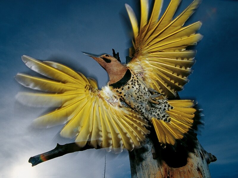 Woodpecker in flight