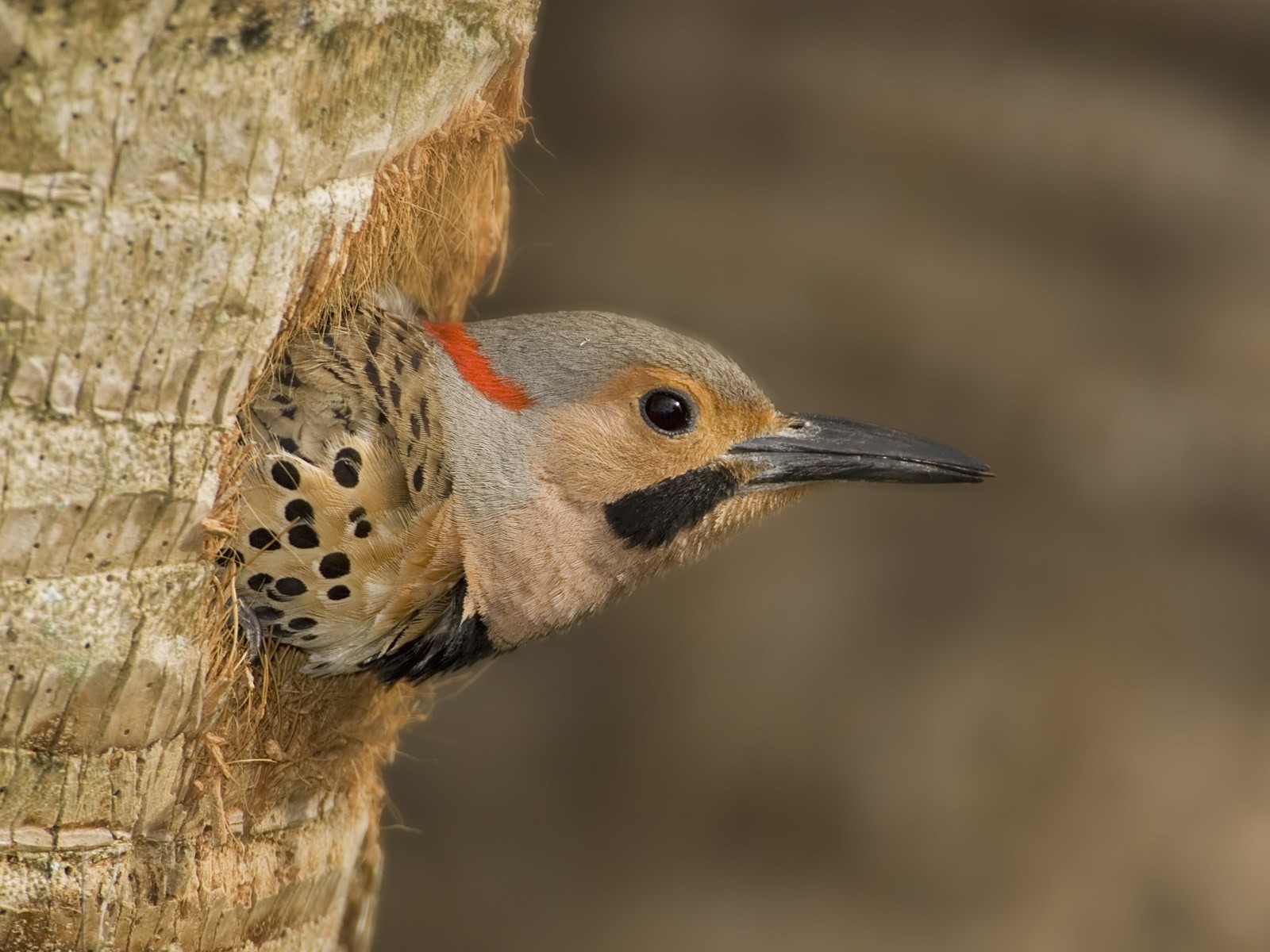 woodpecker in tree cavity