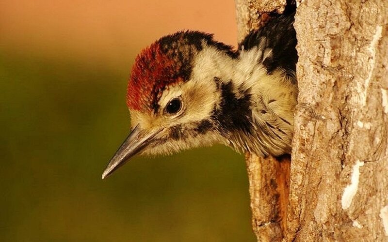 Woodpecker in Tree