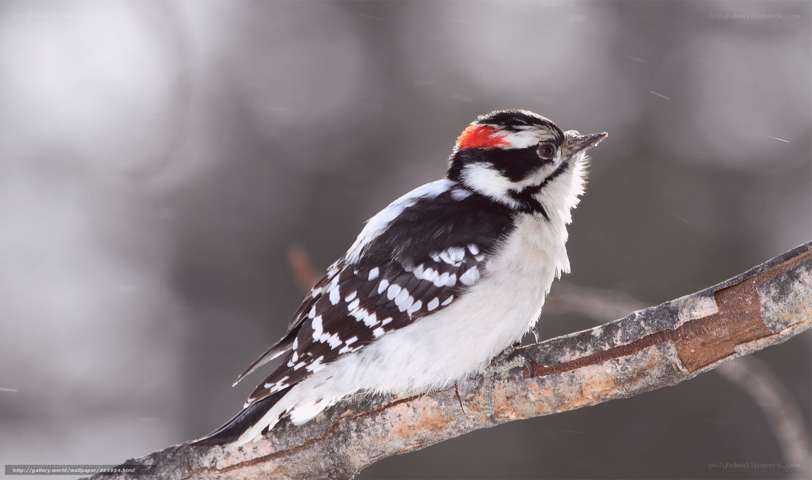 Woodpecker on a branch