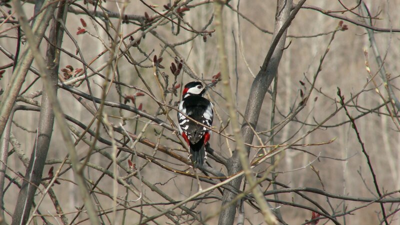 woodpecker on a branch