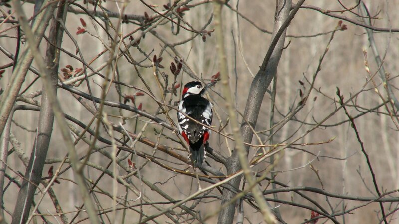 Woodpecker on a branch