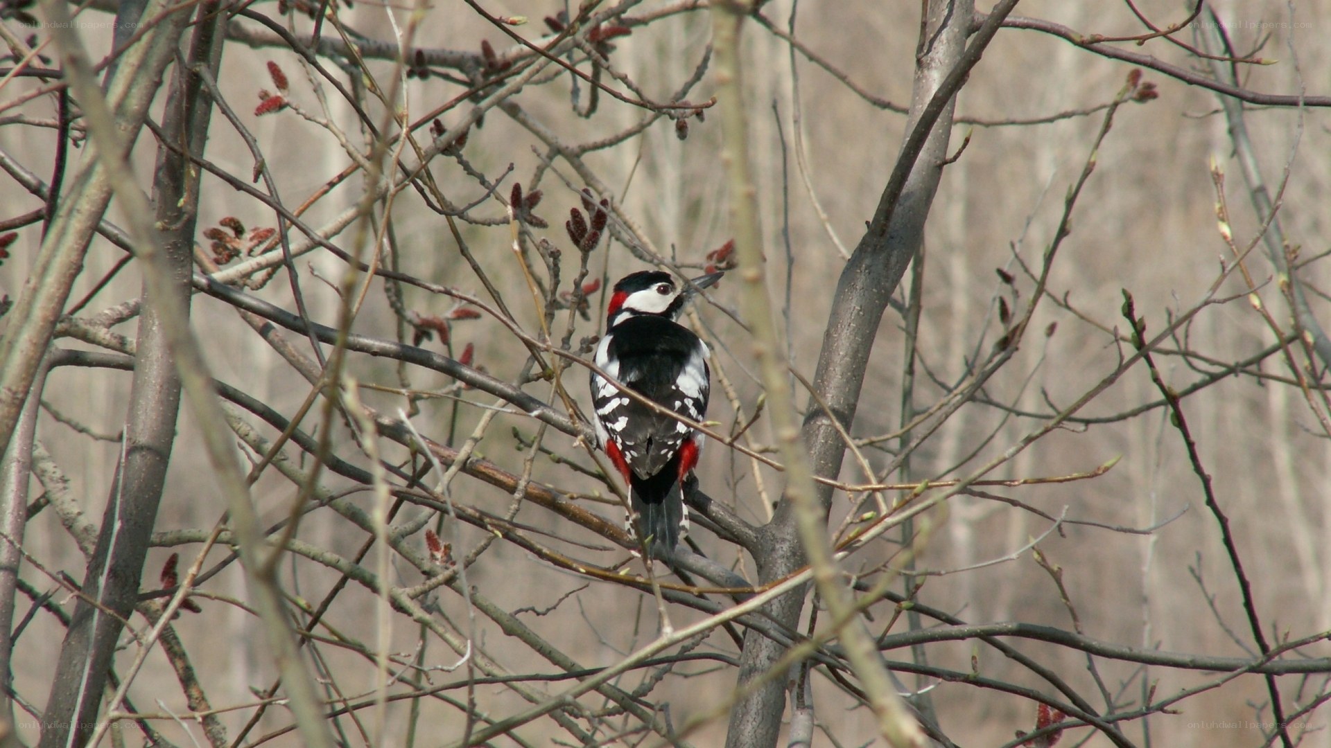 Woodpecker on a branch