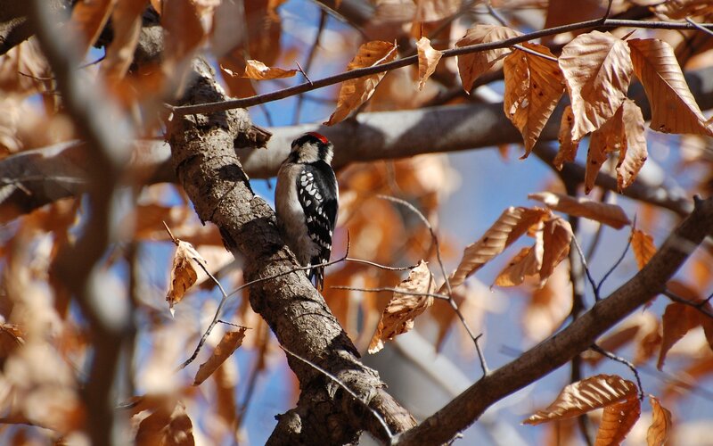 woodpecker on a tree branch