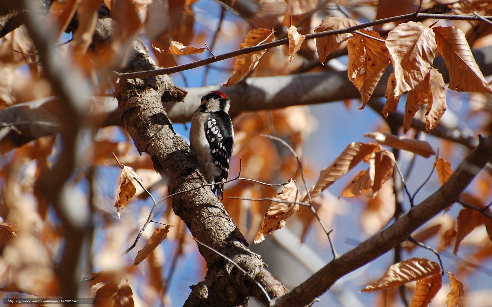 Woodpecker on a tree branch