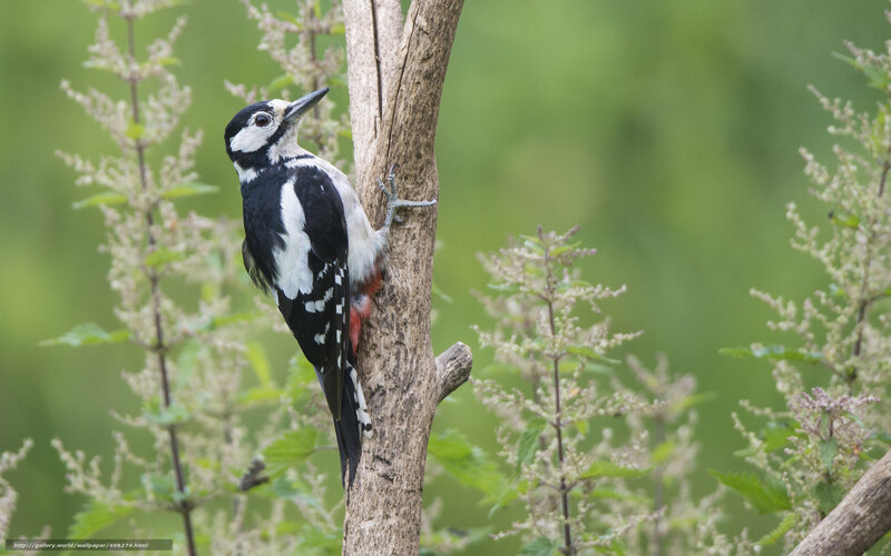 Woodpecker on a tree trunk