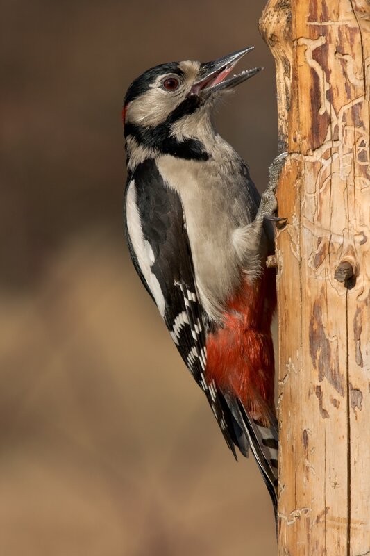 Woodpecker on a wooden post