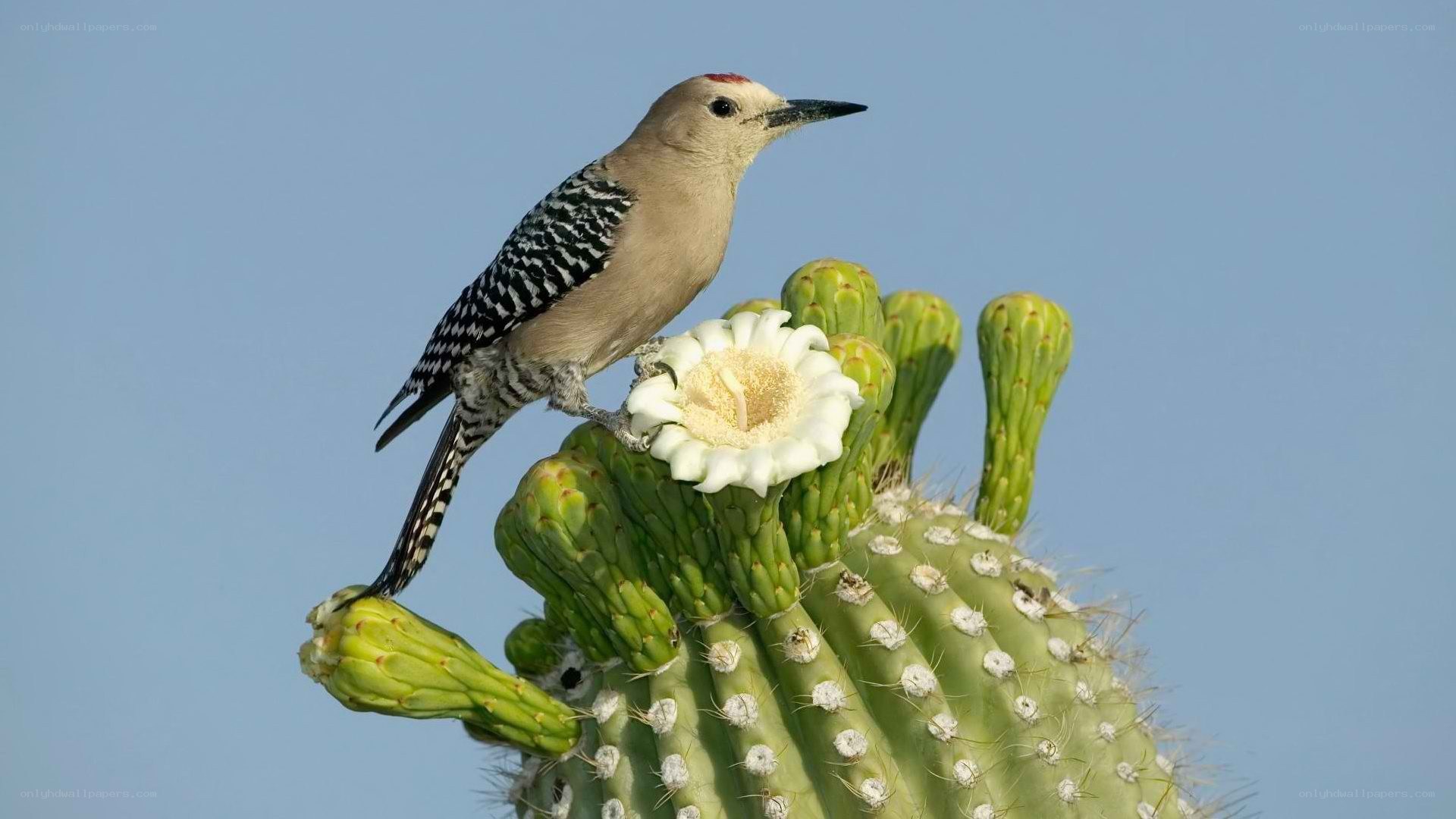 Woodpecker on blooming cactus