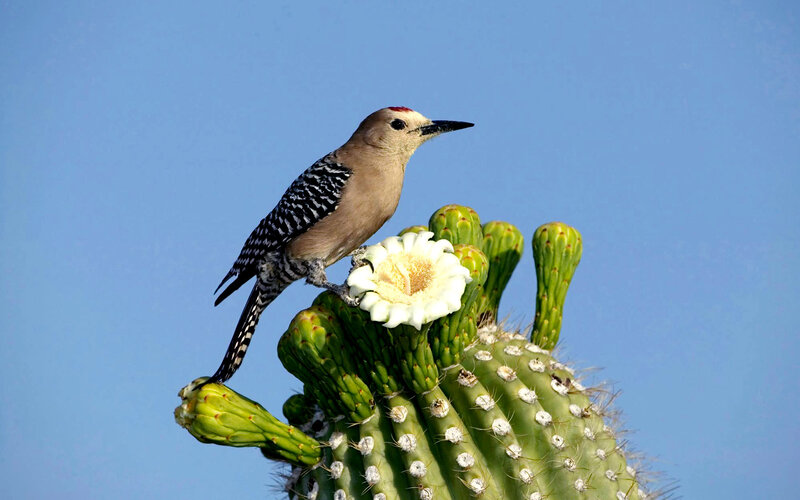 Woodpecker on blooming cactus