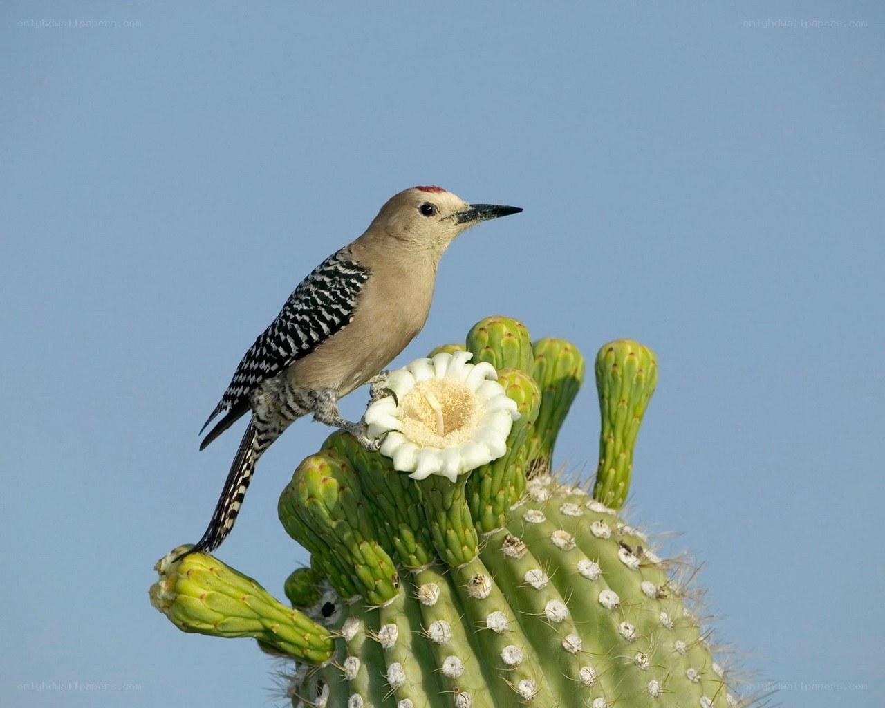 Woodpecker on blooming cactus