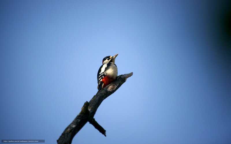 Woodpecker on Branch — Blue