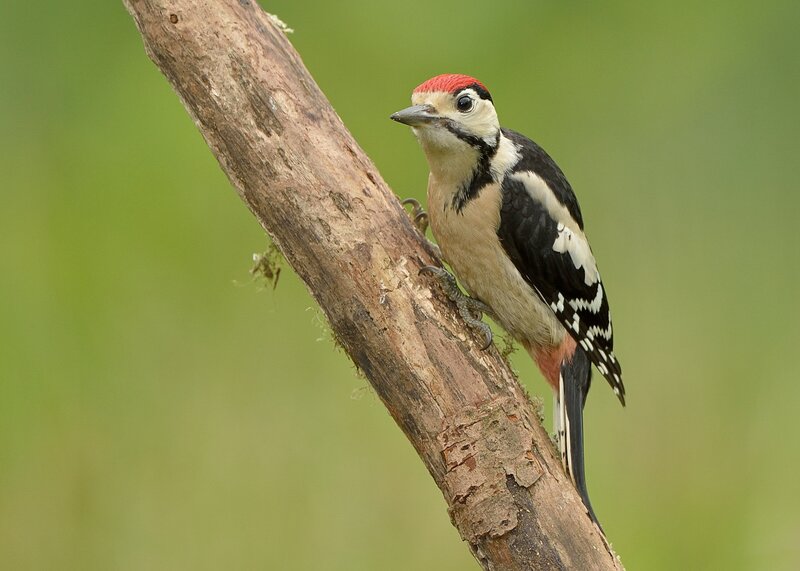 Woodpecker on Branch — Brown, Calm