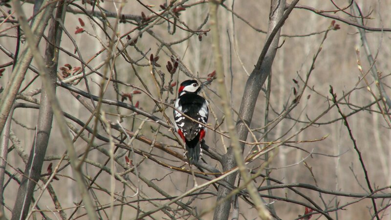Woodpecker on Branch — Brown